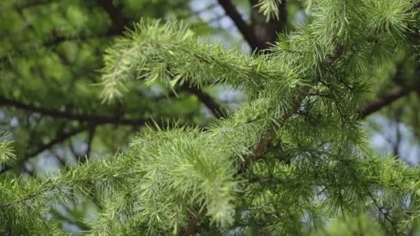 Árbol Verde Bosque Con Púas Removidas Cerca Con Fondo Borroso — Vídeos de Stock