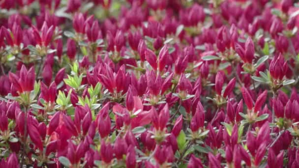 Botanical Garden Growing Red Flowers Close Blurred Back Background — Stock Video