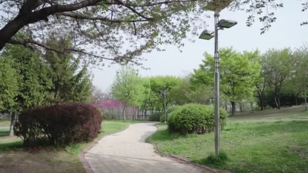 Botanical Garden Growing Red Trees Flowers Blurred Back Background — Stock Video