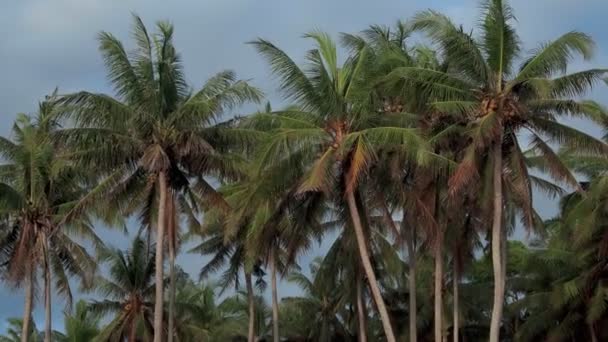 一个巨大的瀑布落在有棕榈树的岩石上的视频 — 图库视频影像