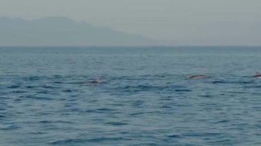 Stenella longirostris yunusları Bali adasındaki açık denizde sudan atlıyorlar.