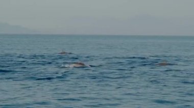 Stenella longirostris yunusları Bali adasındaki açık denizde sudan atlıyorlar.