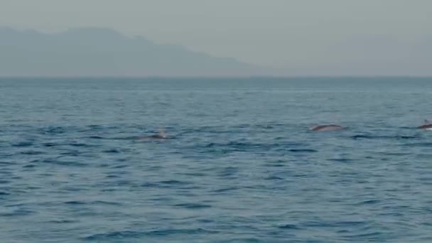 Οικογένεια Δελφινιών Stenella Longirostris Που Πηδούν Έξω Από Νερό Στην — Αρχείο Βίντεο