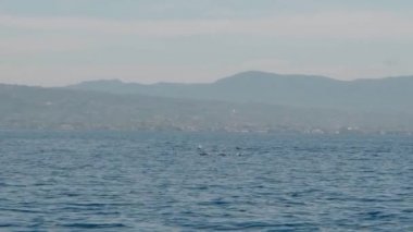 Stenella longirostris yunusları Bali adasındaki açık denizde sudan atlıyorlar.