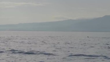 Stenella longirostris yunusları Bali adasındaki açık denizde sudan atlıyorlar.