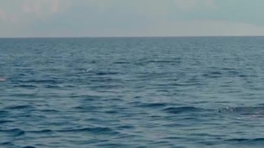 Stenella longirostris yunusları Bali adasındaki açık denizde sudan atlıyorlar.