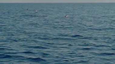 Stenella longirostris yunusları Bali adasındaki açık denizde sudan atlıyorlar.