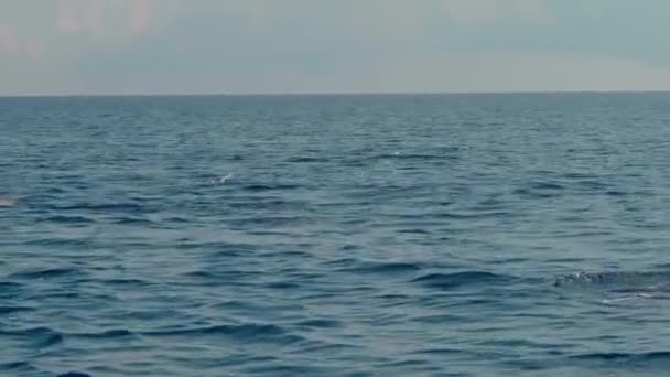 Stenella Longgirostrisイルカの家族は バリの島の透明度の高い海で水からジャンプします — ストック動画