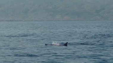 Stenella longirostris yunusları Bali adasındaki açık denizde sudan atlıyorlar.