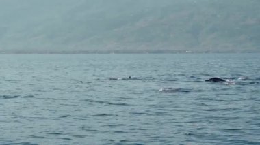 Stenella longirostris yunusları Bali adasındaki açık denizde sudan atlıyorlar.