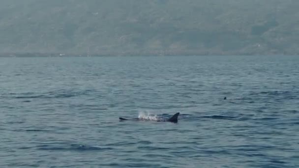 Famiglia Stenella Longirostris Delfini Che Saltano Fuori Dall Acqua Mare — Video Stock