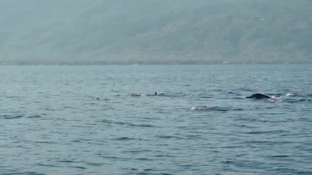 Família Golfinhos Stenella Longirostris Saltando Para Fora Água Mar Claro — Vídeo de Stock