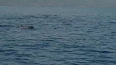 Stenella longirostris yunusları Bali adasındaki açık denizde sudan atlıyorlar.