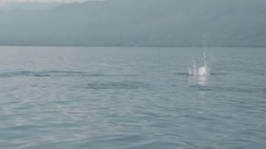 Stenella longirostris yunusları Bali adasındaki açık denizde sudan atlıyorlar.