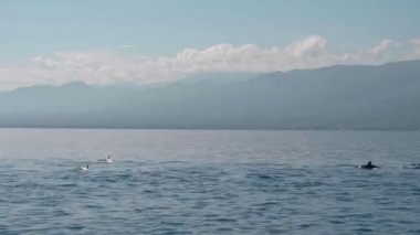 Stenella longirostris yunusları Bali adasındaki açık denizde sudan atlıyorlar.