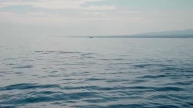 Stenella longirostris yunusları Bali adasındaki açık denizde sudan atlıyorlar.
