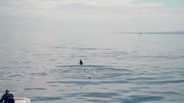 Stenella longirostris yunusları Bali adasındaki açık denizde sudan atlıyorlar.