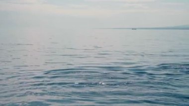 Stenella longirostris yunusları Bali adasındaki açık denizde sudan atlıyorlar.