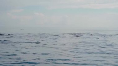 Stenella longirostris yunusları Bali adasındaki açık denizde sudan atlıyorlar.