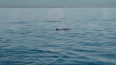 Stenella longirostris yunusları Bali adasındaki açık denizde sudan atlıyorlar.