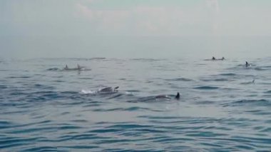 Stenella longirostris yunusları Bali adasındaki açık denizde sudan atlıyorlar.
