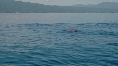 Stenella longirostris yunusları Bali adasındaki açık denizde sudan atlıyorlar.