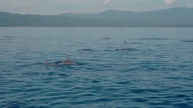 Stenella longirostris yunusları Bali adasındaki açık denizde sudan atlıyorlar.