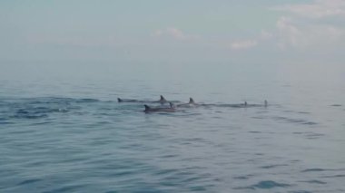 Stenella longirostris yunusları Bali adasındaki açık denizde sudan atlıyorlar.