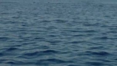 Stenella longirostris yunusları Bali adasındaki açık denizde sudan atlıyorlar.