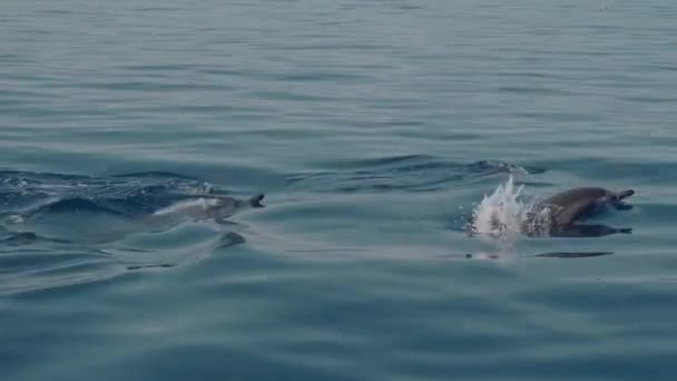 Família Golfinhos Stenella Longirostris Saltando Para Fora Água Mar Claro — Vídeo de Stock