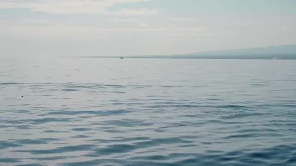 Семья Stenella Longirostris Дельфинов Выпрыгивающих Воды Открытом Море Острове Бали — стоковое видео