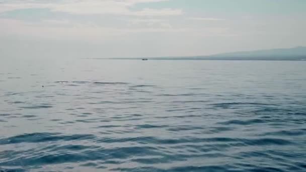 Familia Delfines Stenella Longirostris Saltando Del Agua Mar Abierto Isla — Vídeo de stock