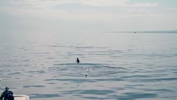 Familie Van Stenella Longirostris Dolfijnen Die Uit Het Water Springen — Stockvideo