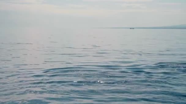 Família Golfinhos Stenella Longirostris Saltando Para Fora Água Mar Claro — Vídeo de Stock