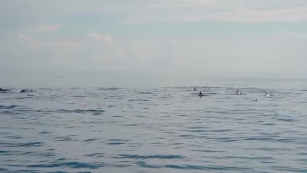 Familia Delfines Stenella Longirostris Saltando Del Agua Mar Abierto Isla — Vídeos de Stock