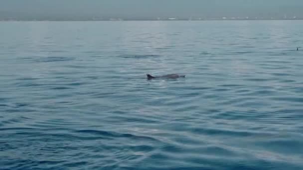 Родина Stenella Longirostris Дельфінів Які Вистрибують Води Відкритому Прозорому Морі — стокове відео