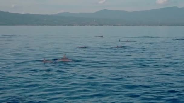 Familjen Stenella Longirostris Delfiner Hoppar Upp Vattnet Det Öppna Klara — Stockvideo