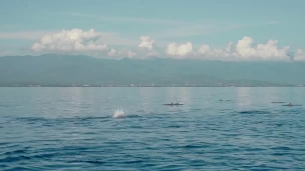 Stenella Longgirostrisイルカの家族は バリの島の透明度の高い海で水からジャンプします — ストック動画