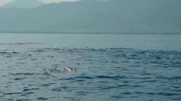 Família Golfinhos Stenella Longirostris Saltando Para Fora Água Mar Claro — Vídeo de Stock