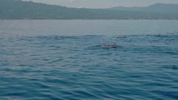 Familia Delfines Stenella Longirostris Saltando Del Agua Mar Abierto Isla — Vídeo de stock