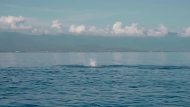 Família Golfinhos Stenella Longirostris Saltando Para Fora Água Mar Claro — Vídeo de Stock