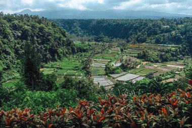 Endonezya 'da yeşil pirinç tarlaları ve bali çizgileri.