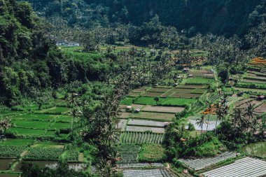 Endonezya 'da yeşil pirinç tarlaları ve bali çizgileri.