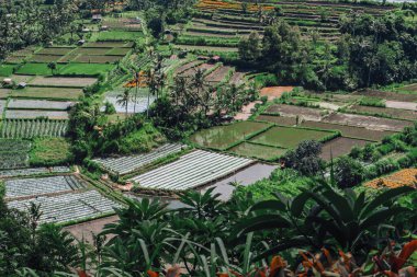 Endonezya 'da yeşil pirinç tarlaları ve bali çizgileri.