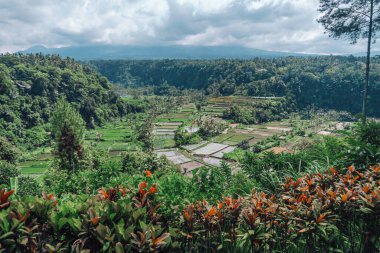 Endonezya 'da yeşil pirinç tarlaları ve bali çizgileri.