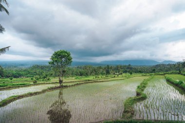Endonezya 'da yeşil pirinç tarlaları ve bali çizgileri.