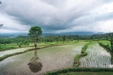 Endonezya 'da yeşil pirinç tarlaları ve bali çizgileri.