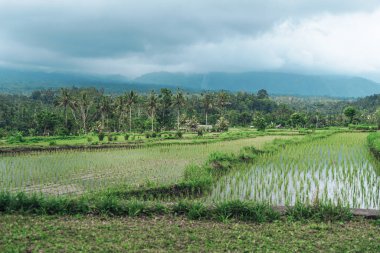 Endonezya 'da yeşil pirinç tarlaları ve bali çizgileri.