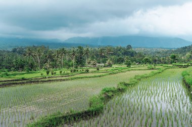 Endonezya 'da yeşil pirinç tarlaları ve bali çizgileri.