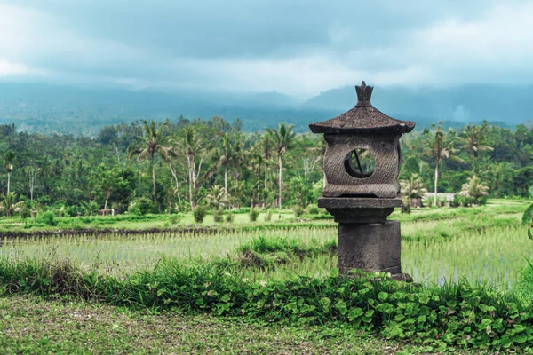 Photo Greenish Rice Fields Lines Bali Indonesia — Stock Photo, Image